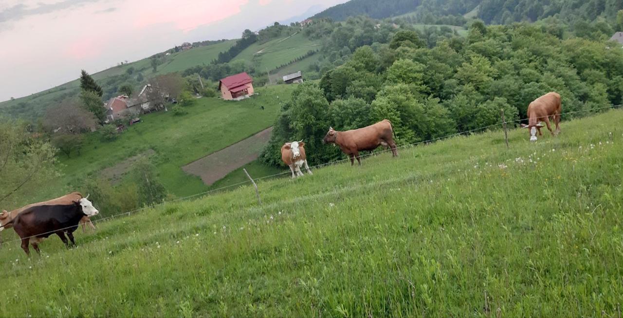 ZărneştiCasa Nicoladis公寓 外观 照片